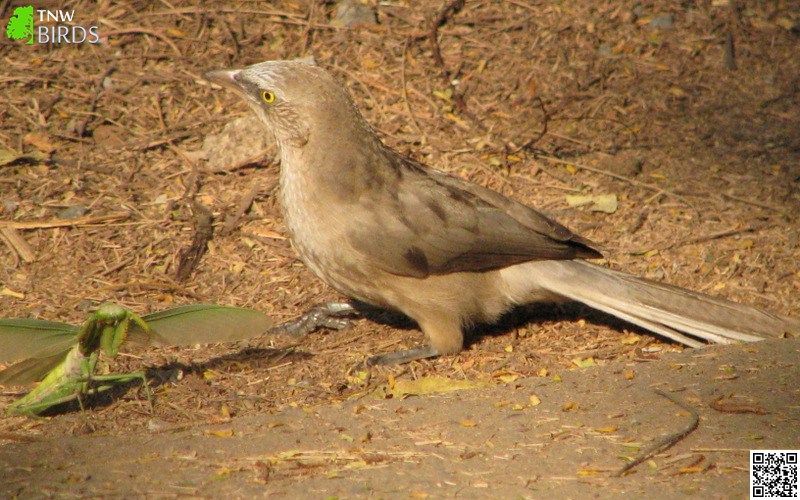 Large Grey Babbler